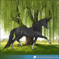 Horse Color:Black  and Black 