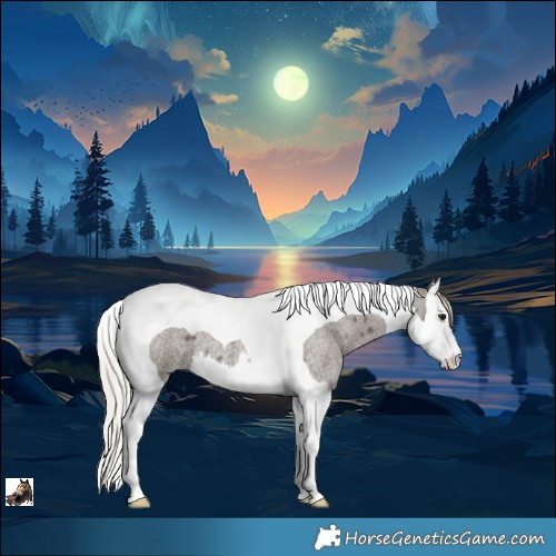 Horse Color:Silver Smoky Blue Roan Splash Tobiano