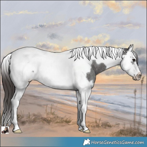 Horse Color:Smoky Blue Roan Splash Tobiano Frame Appaloosa 