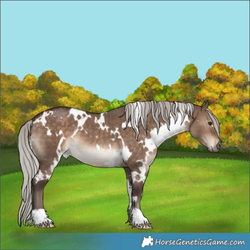 Horse Color:White Spotted Silver Brown Dun