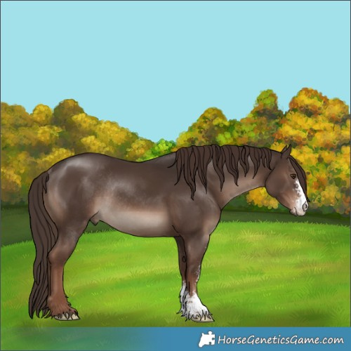Horse Color:Liver Chestnut Sabino Rabicano 