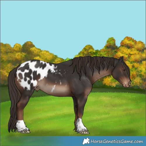 Horse Color:Liver Chestnut Appaloosa 