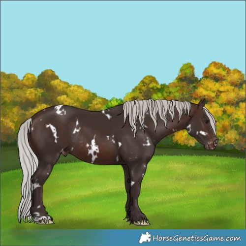 Horse Color:White Spotted Silver Brown Varnish Rabicano 