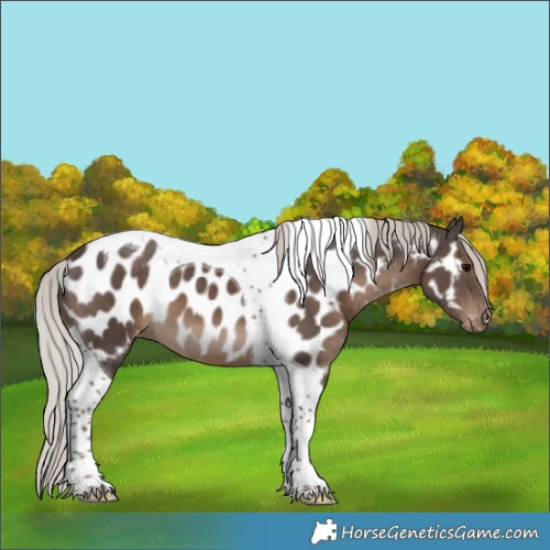 Horse Color:Silver Black Tobiano Appaloosa