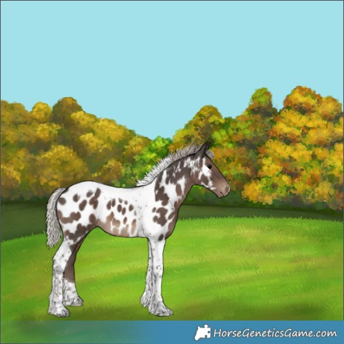 Horse Color:Silver Black Tobiano Appaloosa 