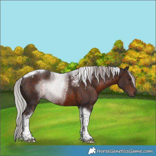 Horse Color:Silver Brown Tobiano 