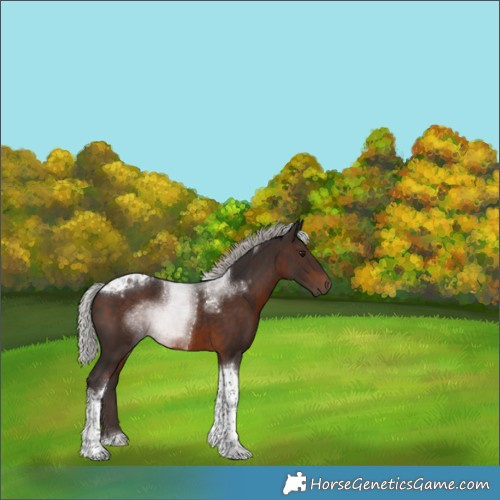 Horse Color:Silver Brown Tobiano 