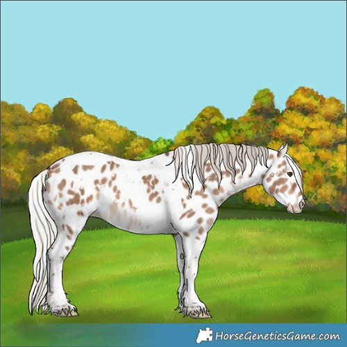 Horse Color:White Spotted Silver Brown Dun Tobiano Near Leopard
