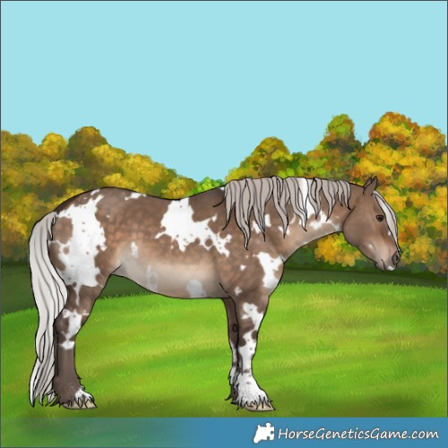 Horse Color:White Spotted Silver Brown Dun 