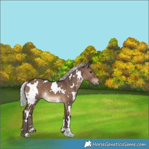 Horse Color:White Spotted Silver Brown Dun 