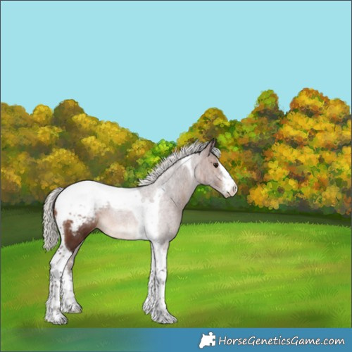 Horse Color:White Spotted Silver Brown Tobiano Appaloosa 