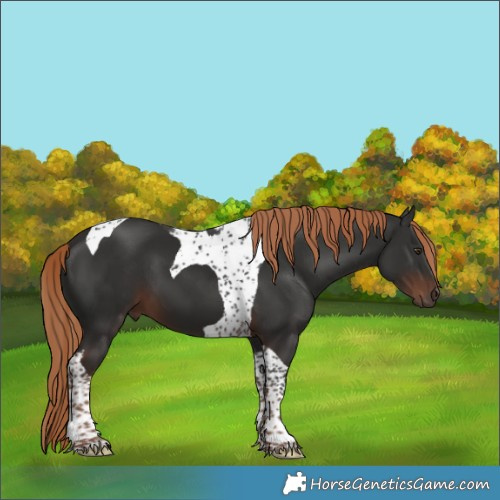 Horse Color:Liver Chestnut Tobiano 