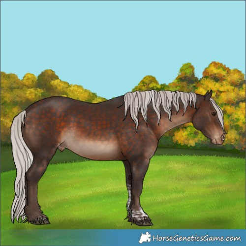 Horse Color:Silver Brown Tobiano Appaloosa Rabicano