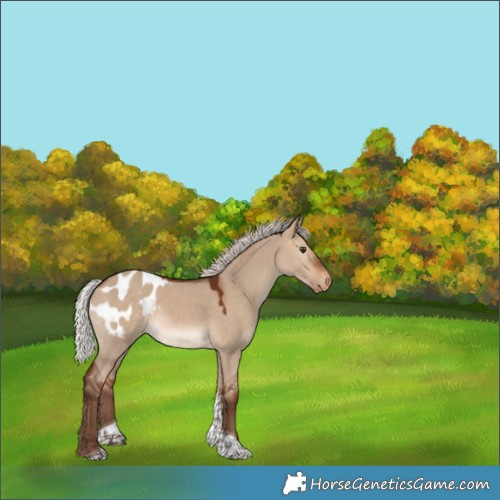 Horse Color:Silver Bay Dun Tobiano Appaloosa 