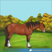 Horse Color:Bay Sabino Rabicano  and Bay Sabino Appaloosa Rabicano 