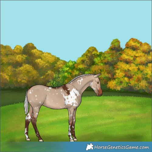 Horse Color:White Spotted Silver Brown Dun Rabicano 