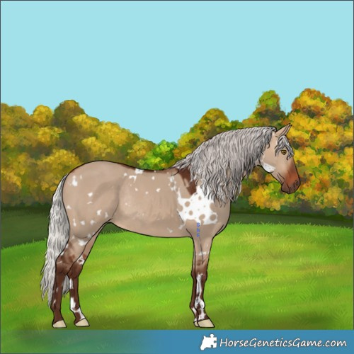 Horse Color:White Spotted Silver Brown Dun Rabicano 