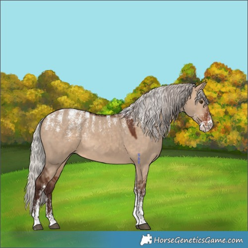 Horse Color:Powder White Silver Bay Dun Rabicano 