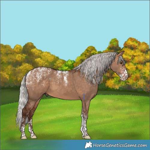 Horse Color:Powder White Silver Bay Dun Rabicano 