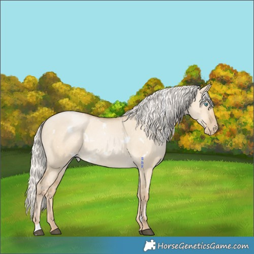 Horse Color:White Spotted Silver Grullo Snowdrop Pearl Rabicano