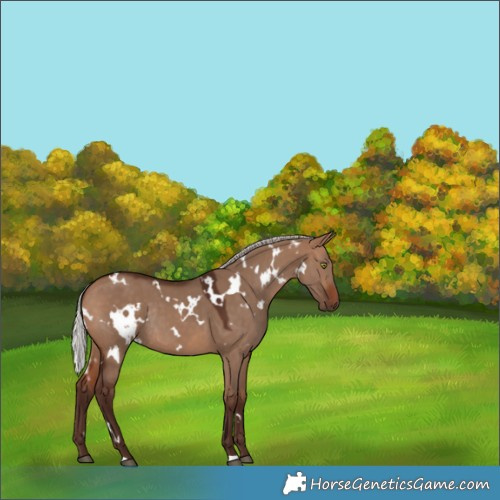 Horse Color:White Spotted Silver Bay Dun Rabicano 