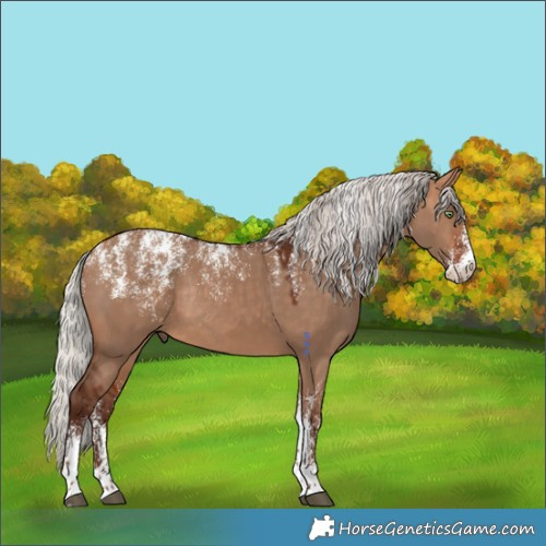 Horse Color:Powder White Silver Bay Dun Rabicano 