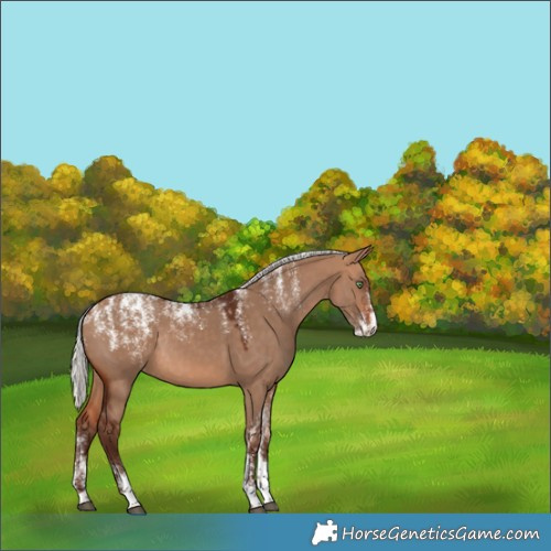 Horse Color:Powder White Silver Bay Dun Rabicano 