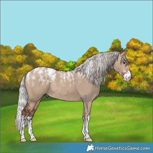 Horse Color:Powder White Silver Bay Dun Rabicano