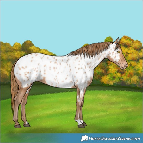 Horse Color:Bay Pearl Appaloosa 