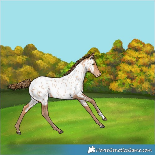 Horse Color:Bay Pearl Appaloosa 
