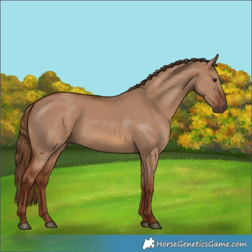 Horse Color:Red Dun 