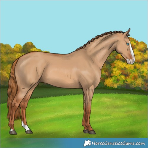Horse Color:Red Dun Splash
