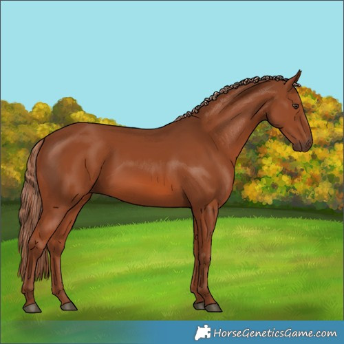 Horse Color:Chestnut 