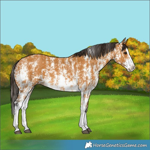 Horse Color:Buckskin Sabino Rabicano and Buckskin Sabino Splash Rabicano