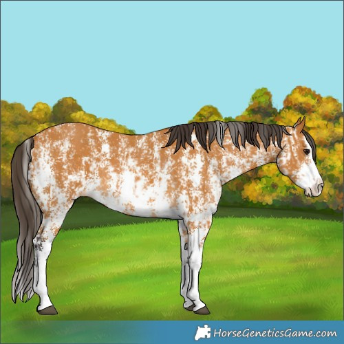 Horse Color:Buckskin Sabino Rabicano  and Buckskin Sabino Splash Rabicano 