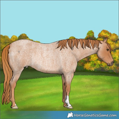Horse Color:Red Roan Rabicano 