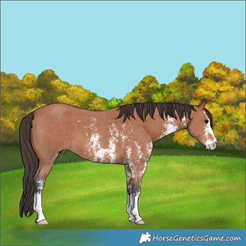 Horse Color:Bay Sabino 
