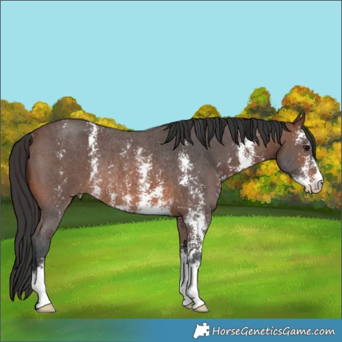 Horse Color:Brown Sabino Rabicano 