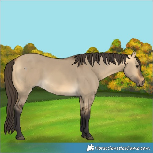 Horse Color:Buckskin Dun Rabicano 