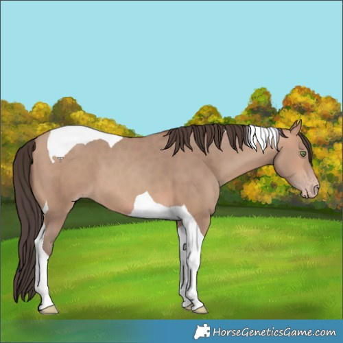 Horse Color:Amber Champagne Tobiano