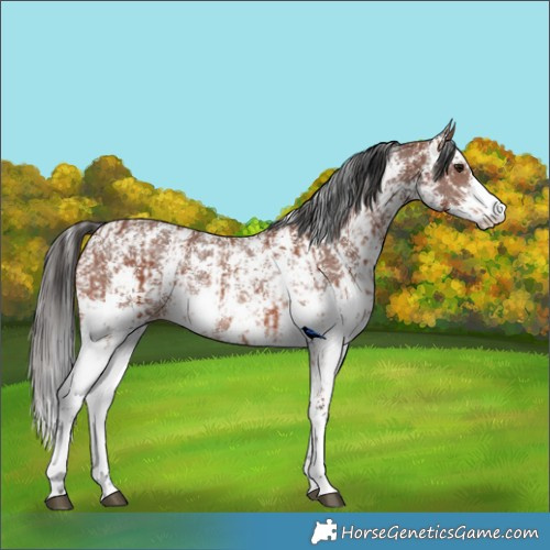 Horse Color:Bay Sabino Rabicano and Brown Sabino Rabicano