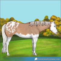 Horse Color:Silver Bay Dun Splash Blanket 