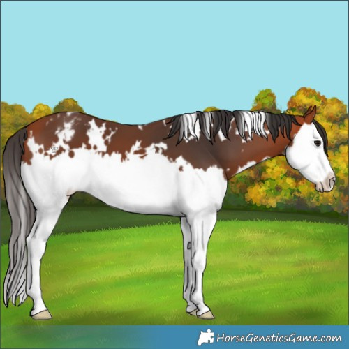 Horse Color:White Spotted Bay Splash Appaloosa