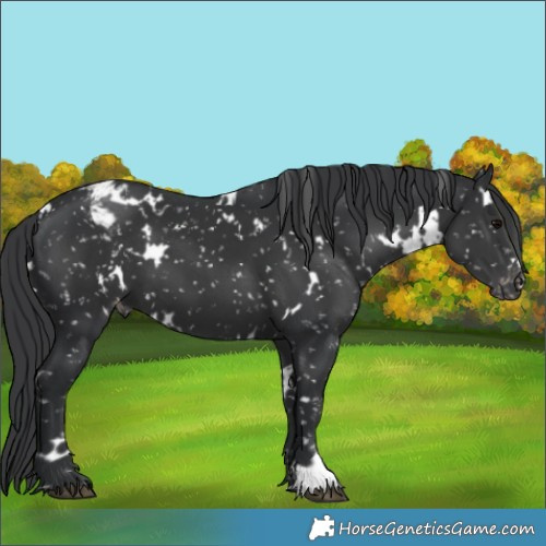 Horse Color:White Spotted Black Appaloosa 