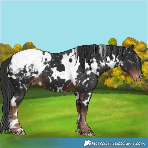 Horse Color:White Spotted Liver Chestnut Appaloosa 