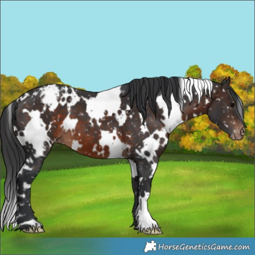 Horse Color:White Spotted Brown Appaloosa 