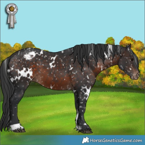 Horse Color:White Spotted Brown Appaloosa 