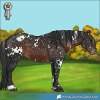Horse Color:White Spotted Brown Appaloosa