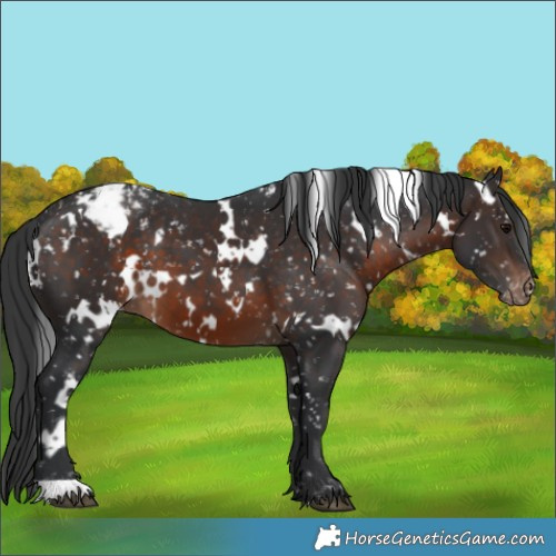 Horse Color:White Spotted Brown Appaloosa 