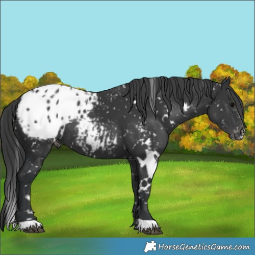 Horse Color:White Spotted Black Appaloosa 